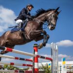 horse-2944967_1920